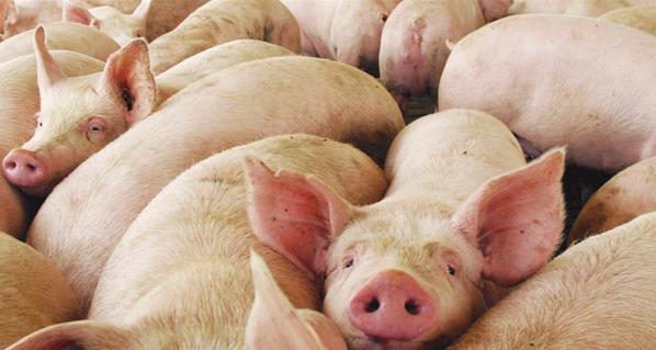 ¿ Cómo reducir las emisiones de amoníaco y los olores de los cerdos de engorde ?